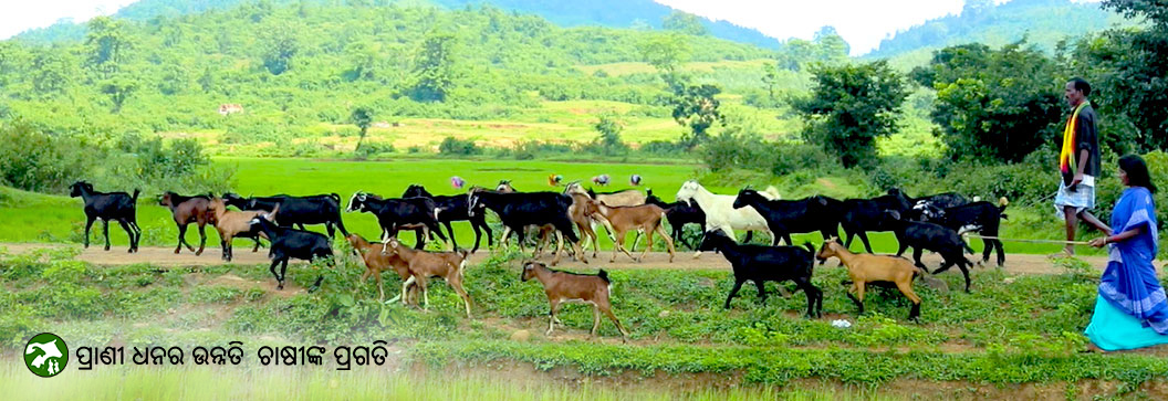 DAHVS Odisha – Directorate of Animal Husbandry & Veterinary Services
